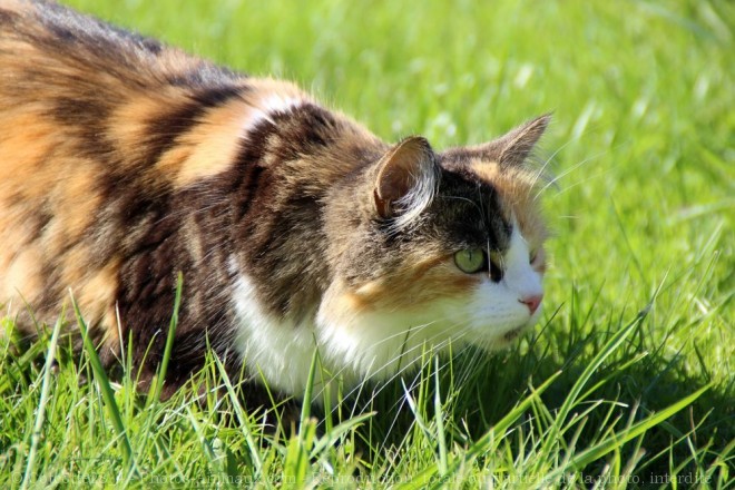 Photo de Chat domestique