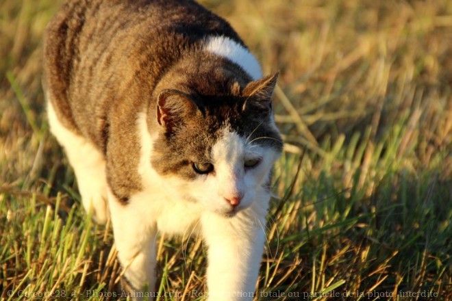 Photo de Chat domestique