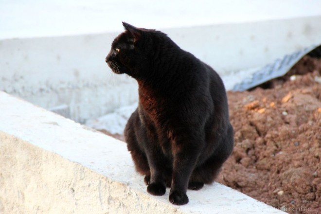 Photo de Chat domestique