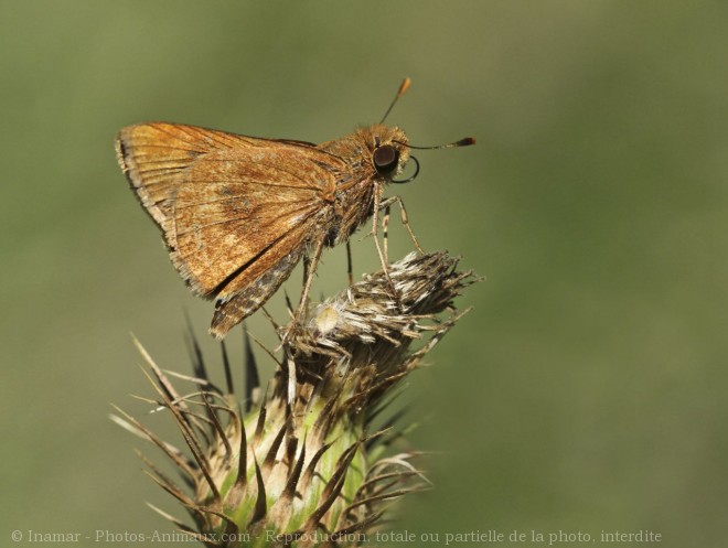 Photo de Papillon