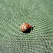 Photo d'Escargot