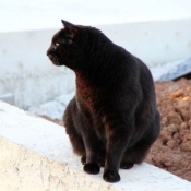 Photo de Chat domestique