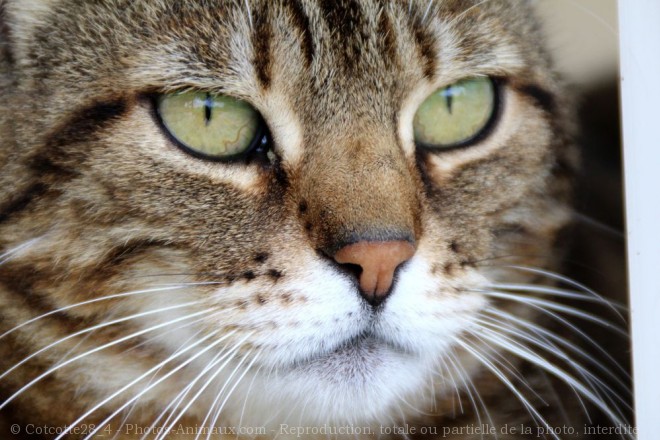 Photo de Chat domestique