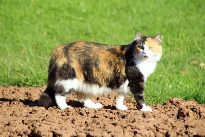 Photo de Chat domestique