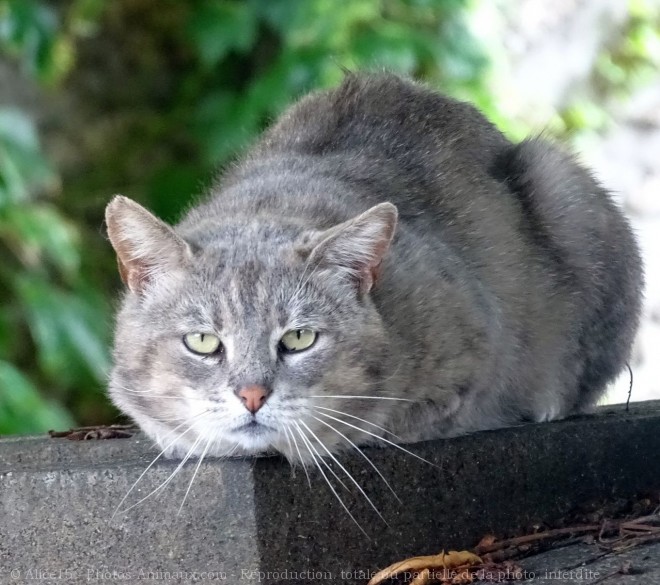 Photo de Chat domestique