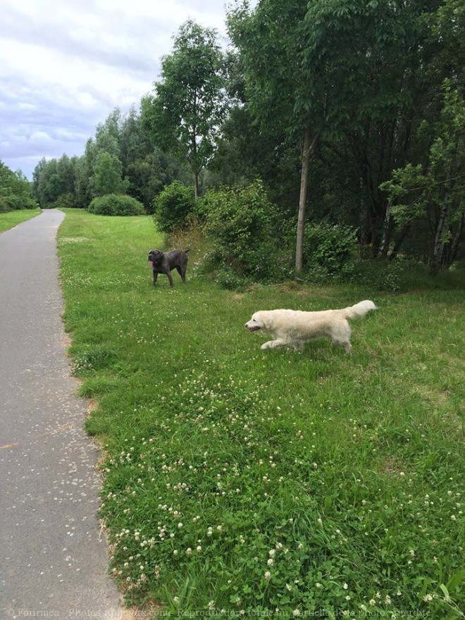 Photo de Chien de cour italien