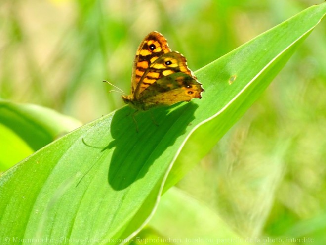 Photo de Papillon - vulcain