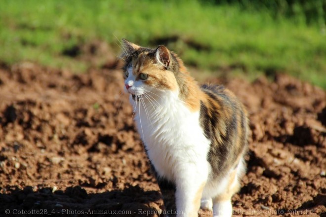 Photo de Chat domestique