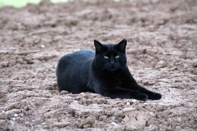 Photo de Chat domestique