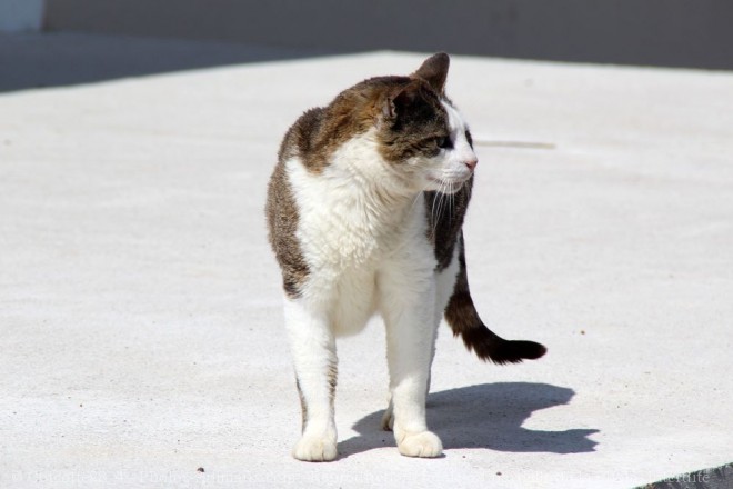 Photo de Chat domestique