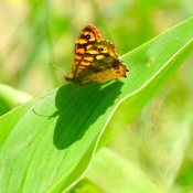 Photo de Papillon - vulcain