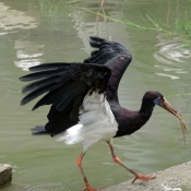 Photo de Cigogne