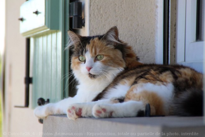 Photo de Chat domestique