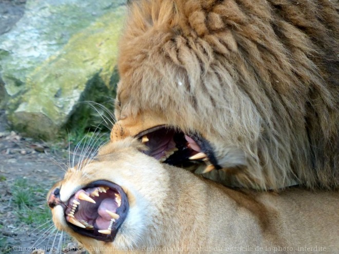 Photo De Lion Lionne N Sur Photos Animaux Com