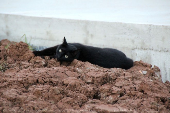 Photo de Chat domestique