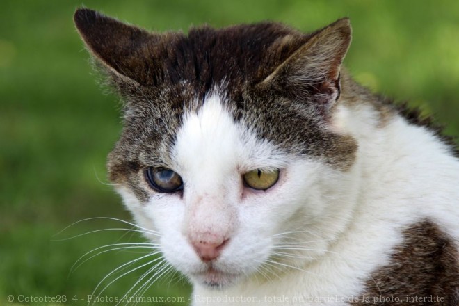 Photo de Chat domestique