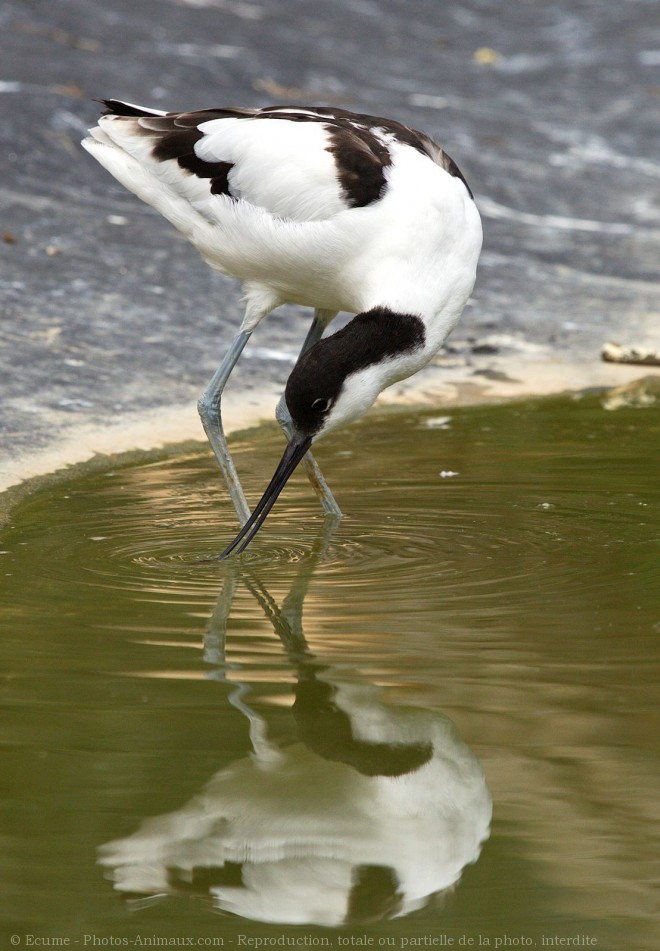 Photo d'Avocette