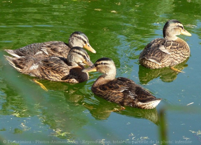 Photo de Canard colvert