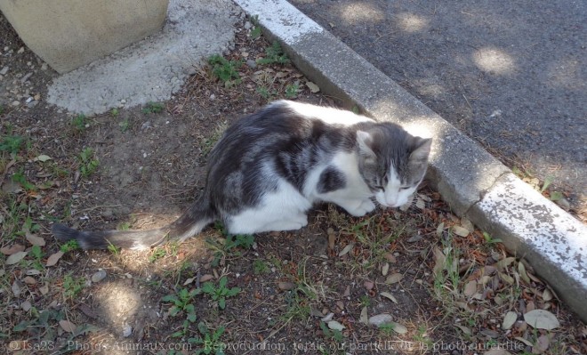 Photo de Chat domestique