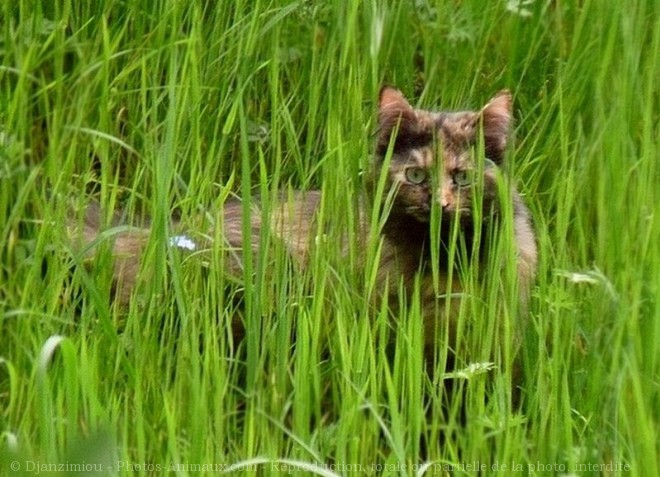 Photo de Chat domestique