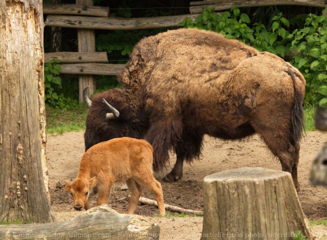 Photo de Bison