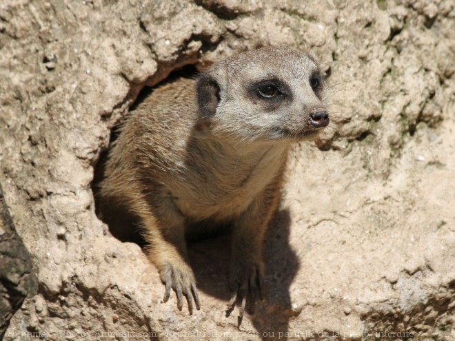 Photo de Suricate