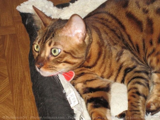 Photo de Bengal