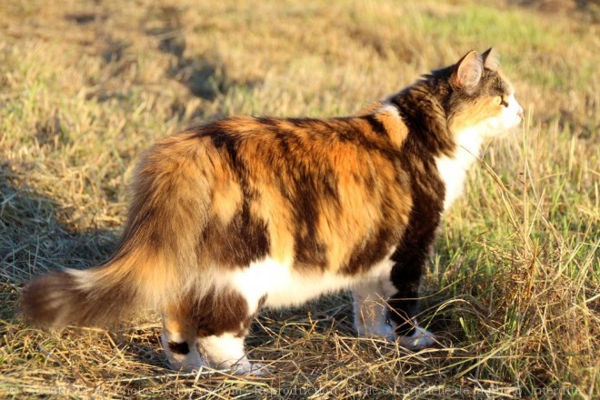 Photo de Chat domestique