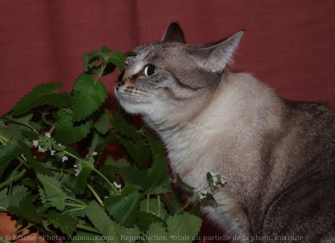 Photo de Chat domestique