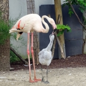 Photo de Flamand rose