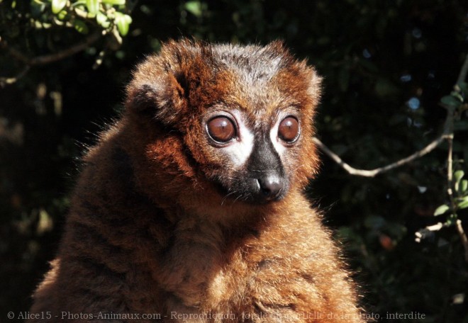 Photo de Lmurien - maki vari roux