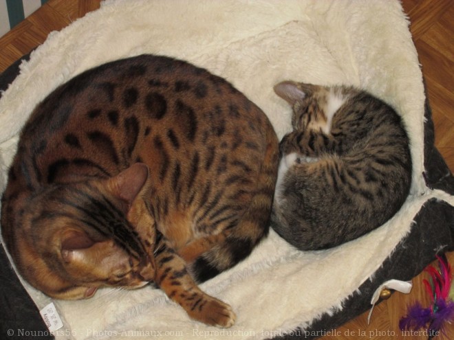 Photo de Bengal