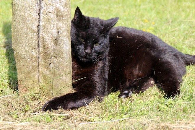 Photo de Chat domestique