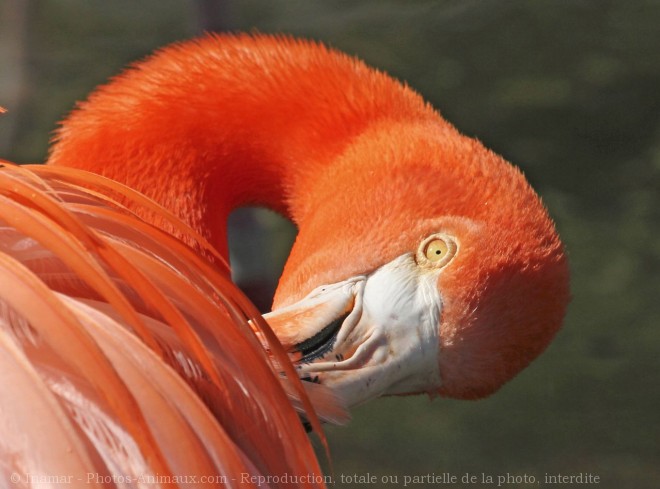 Photo de Flamand rose