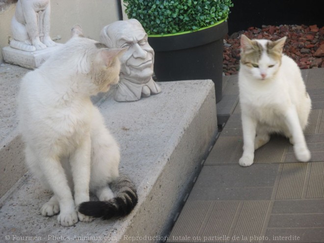 Photo de Chat domestique