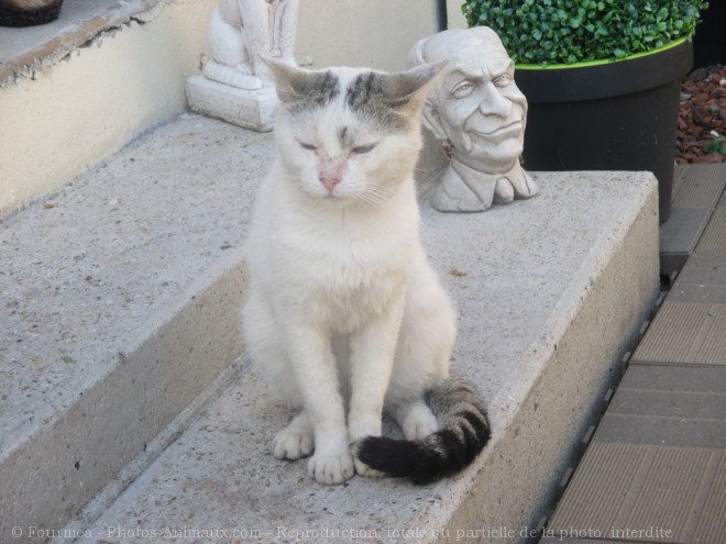 Photo de Chat domestique