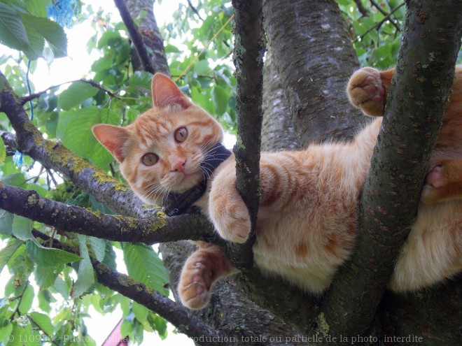 Photo de Chat domestique