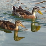 Photo de Canard colvert