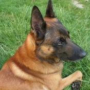 Photo de Berger belge malinois