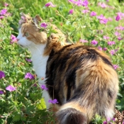 Photo de Chat domestique