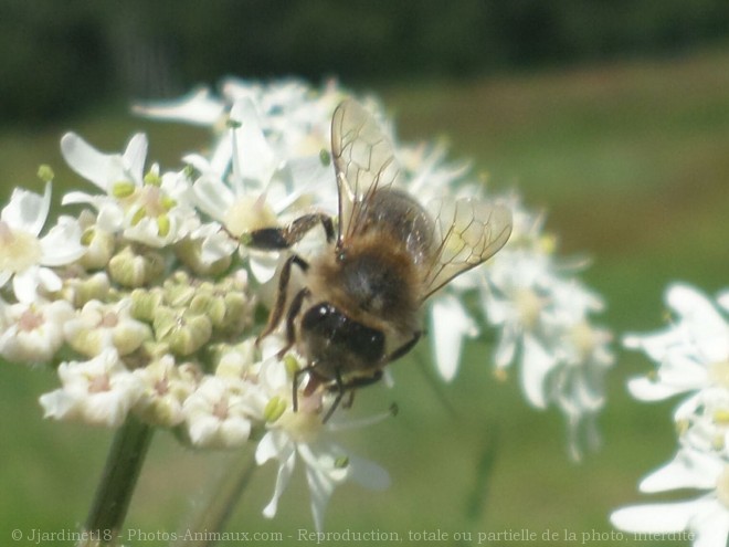 Photo d'Abeille