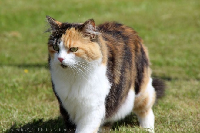 Photo de Chat domestique