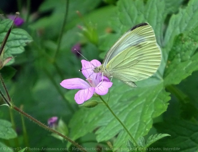 Photo de Papillon - piride