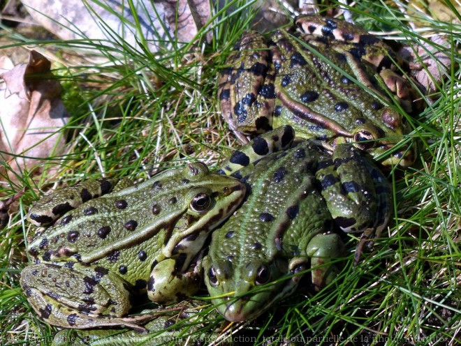 Photo de Grenouille verte commune