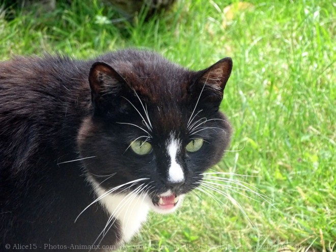 Photo de Chat domestique