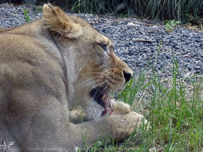 Photo de Lion