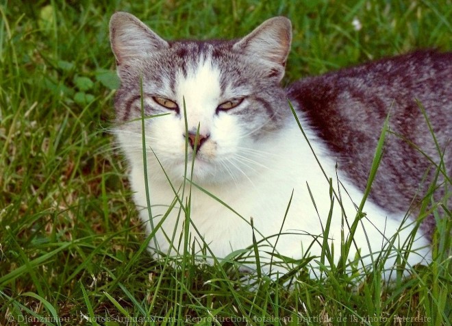 Photo de Chat domestique