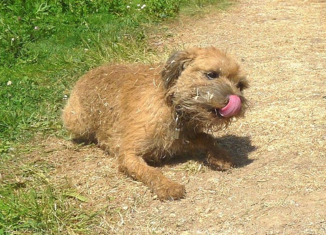 Photo de Border terrier