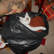 Photo de Chat domestique