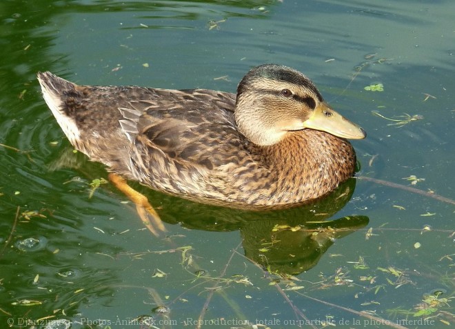 Photo de Canard colvert